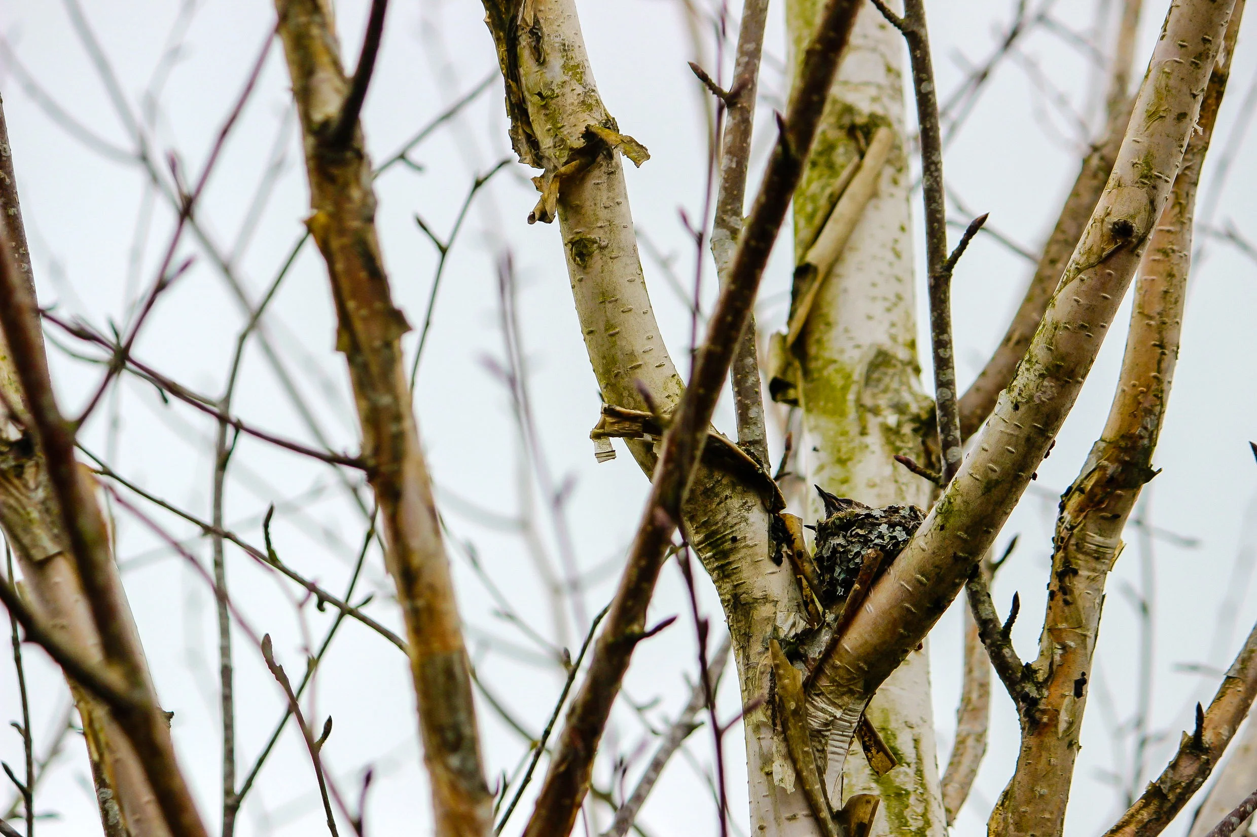 hummingbirdnest.jpg