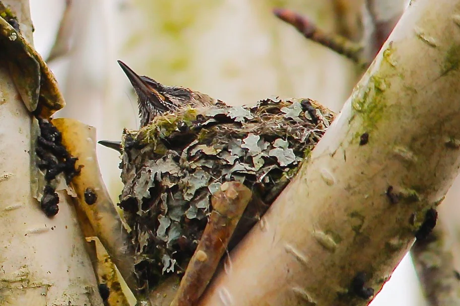 hummingbirdnest2.jpg