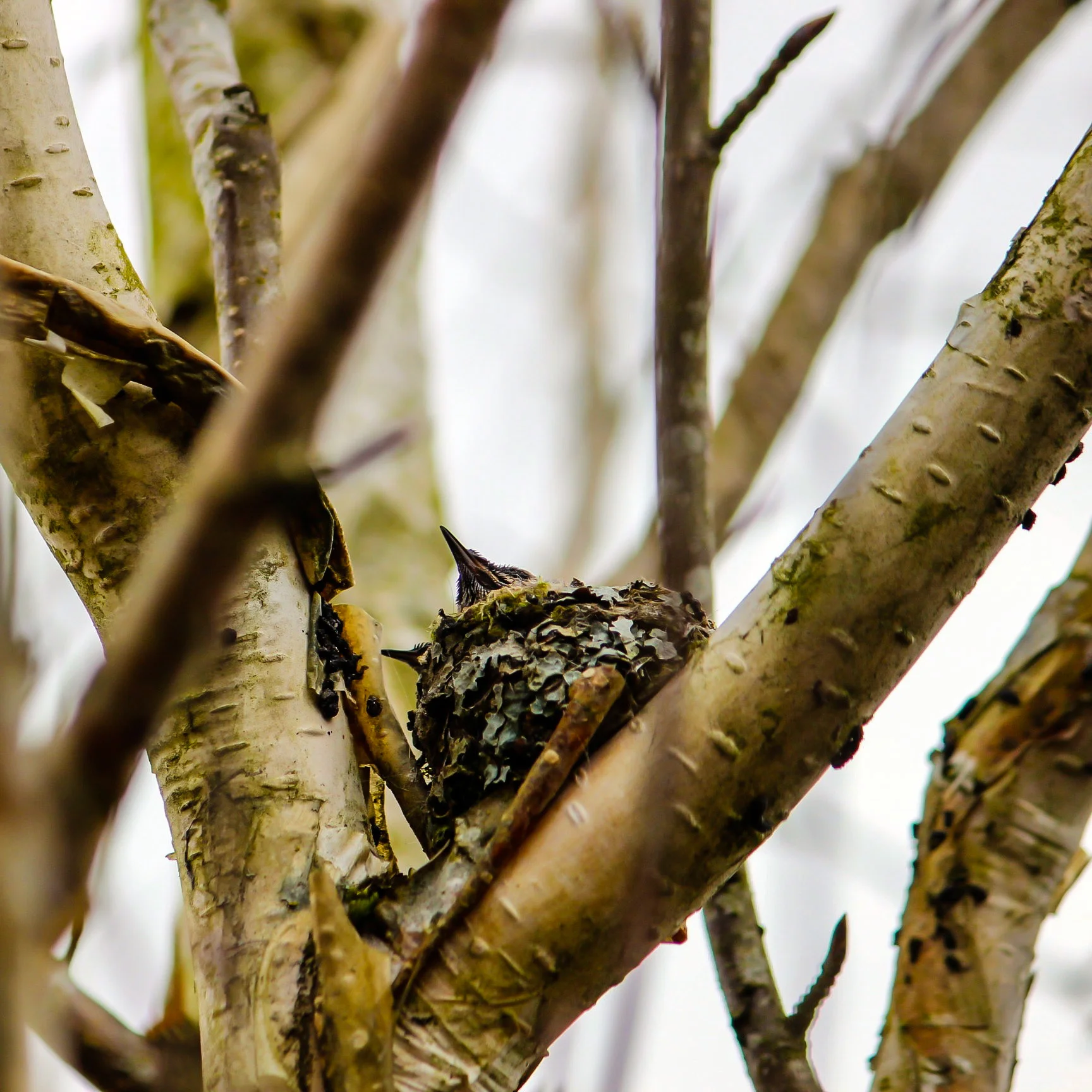 hummingbirdnest3.jpg