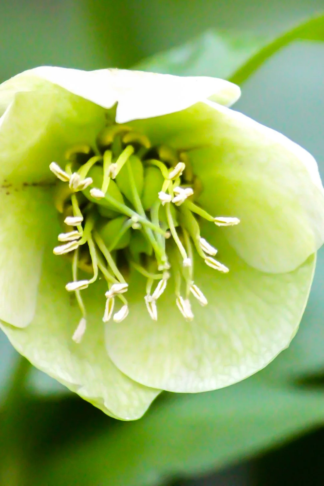 hellebore