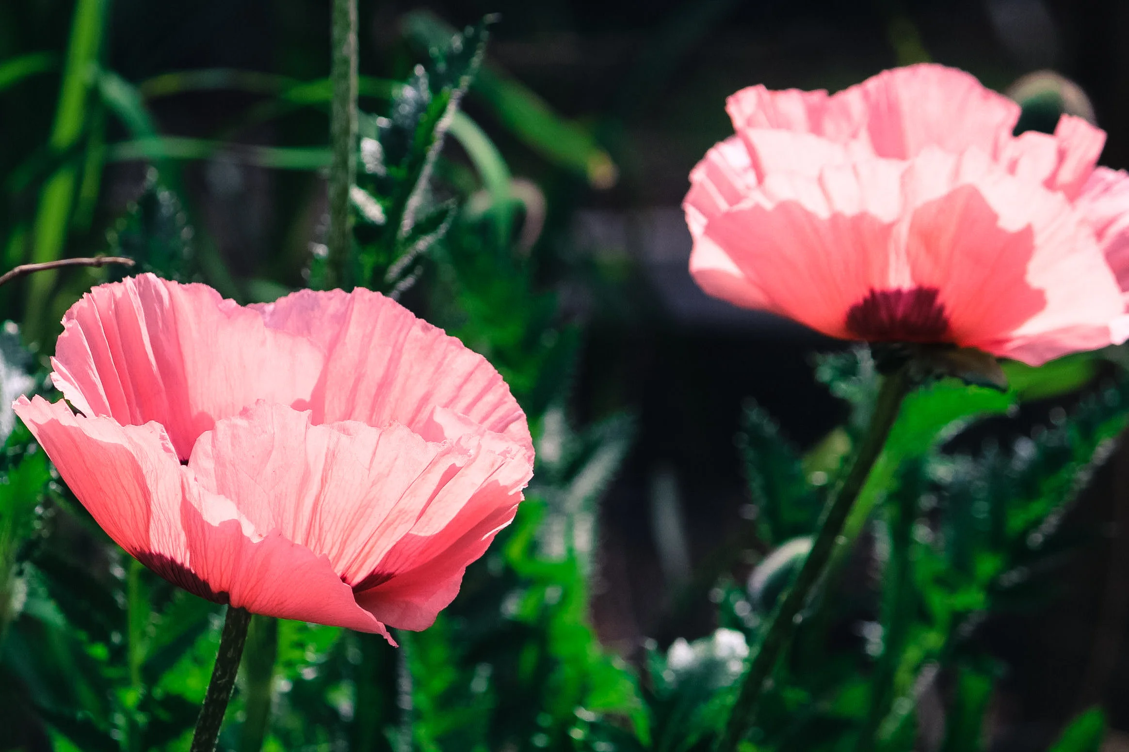 Princess Victoria Louise Oriental Poppy