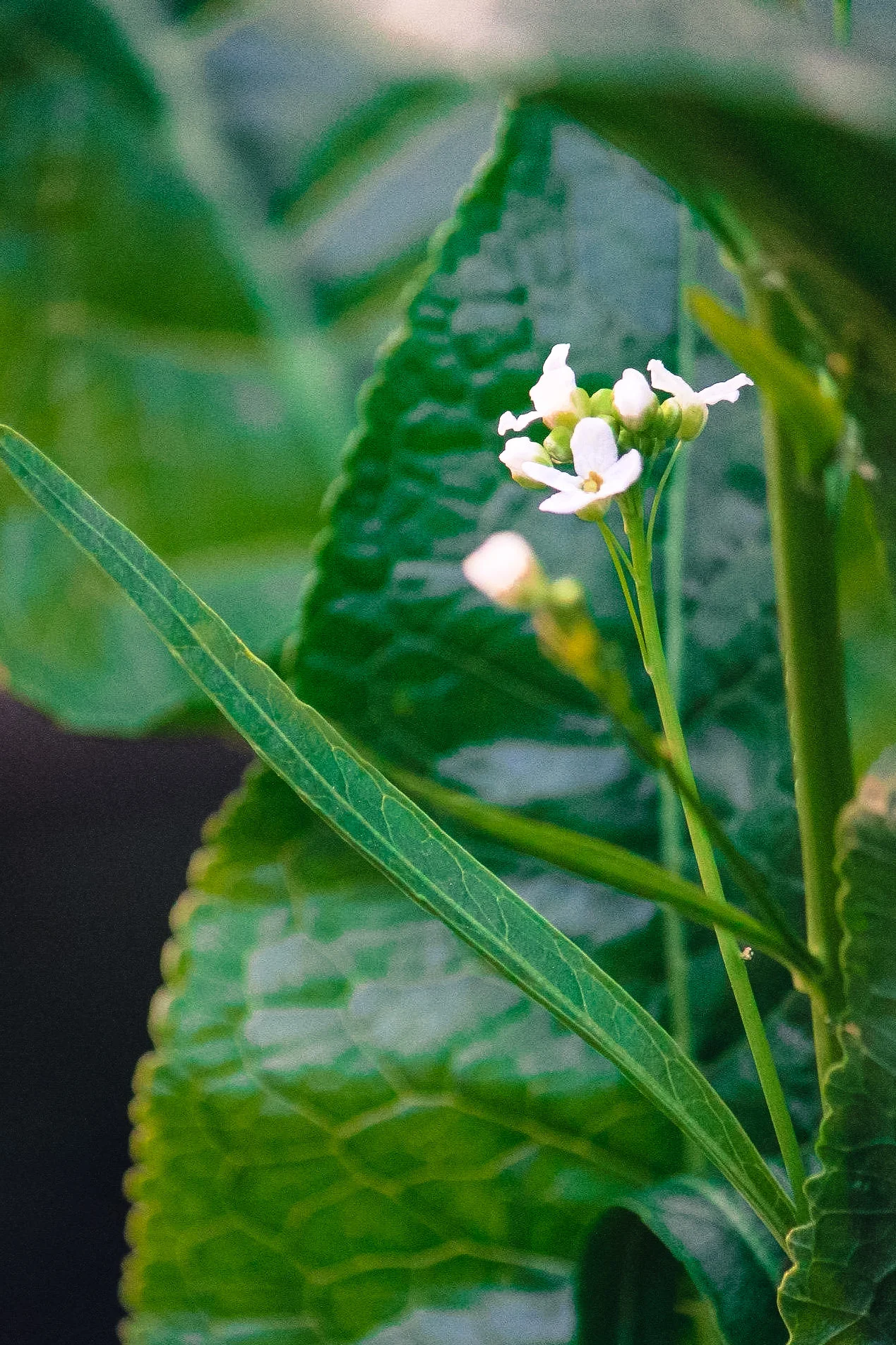 Horseradish bloom