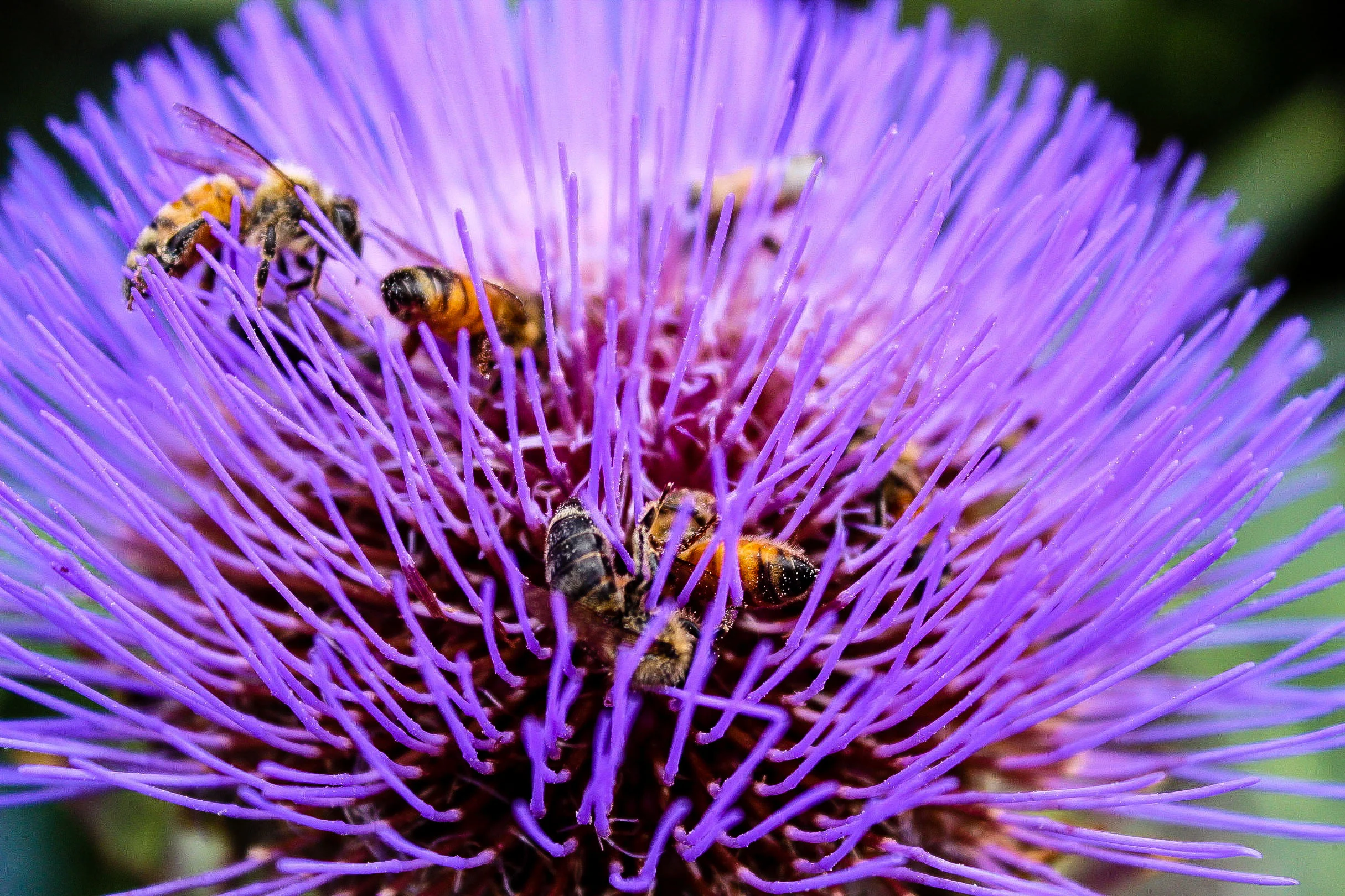 Bees adore Gobbo Di Nizzia cardoon blooms