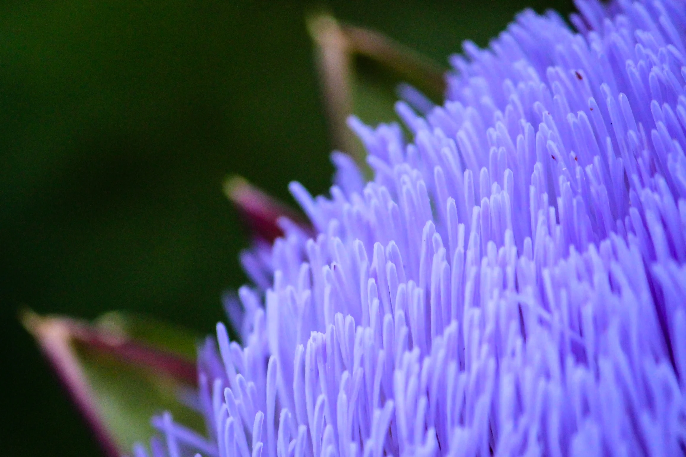 Violetto artichoke bloom