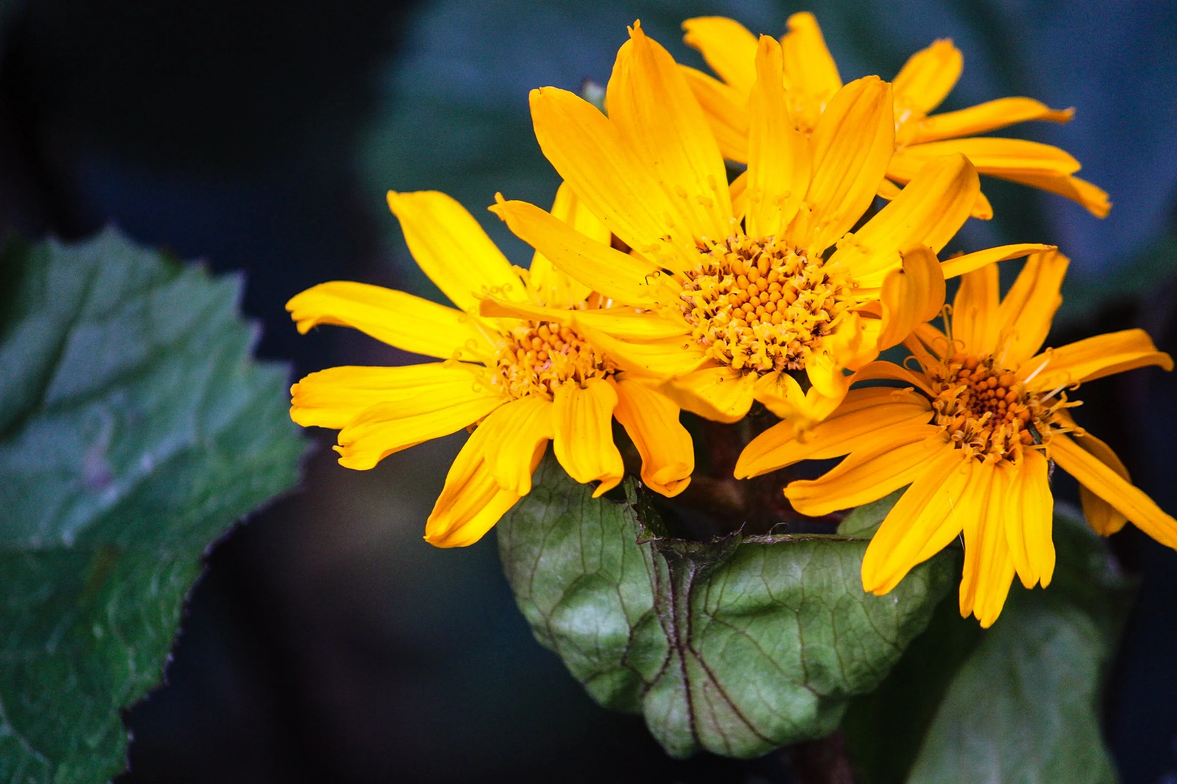 Othello Ligularia Bloom