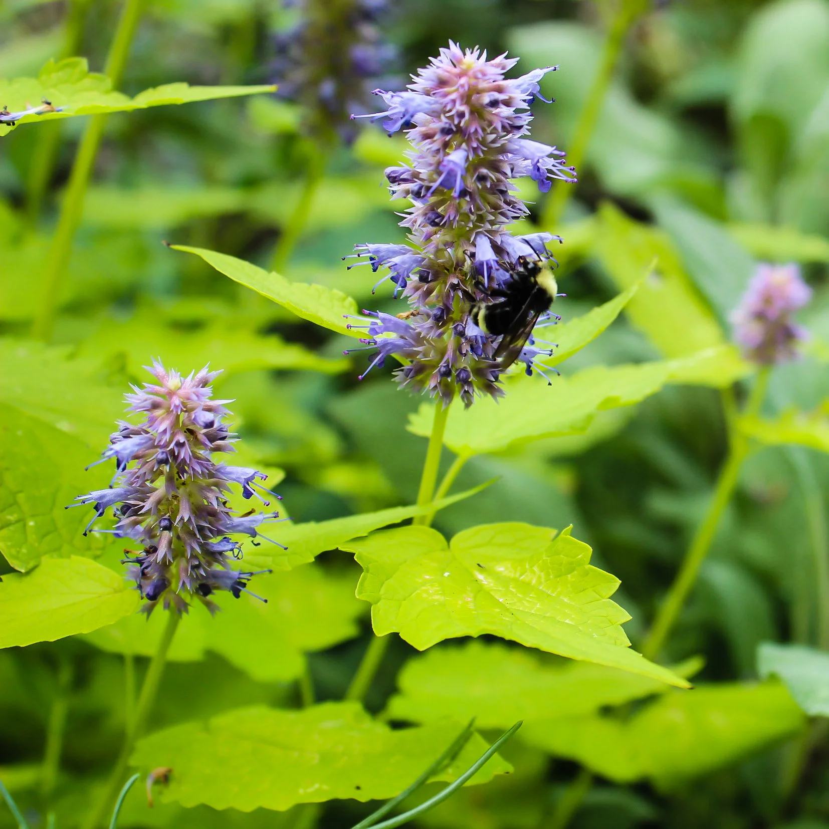 golden hyssop, Agastache anisata ‘Golden Jubilee’ 