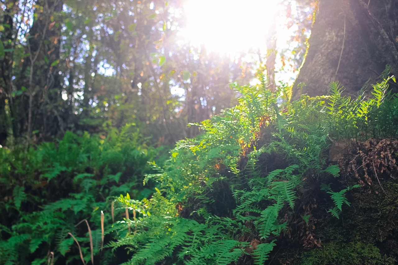 Licorice ferns glow in the October sunshine. 