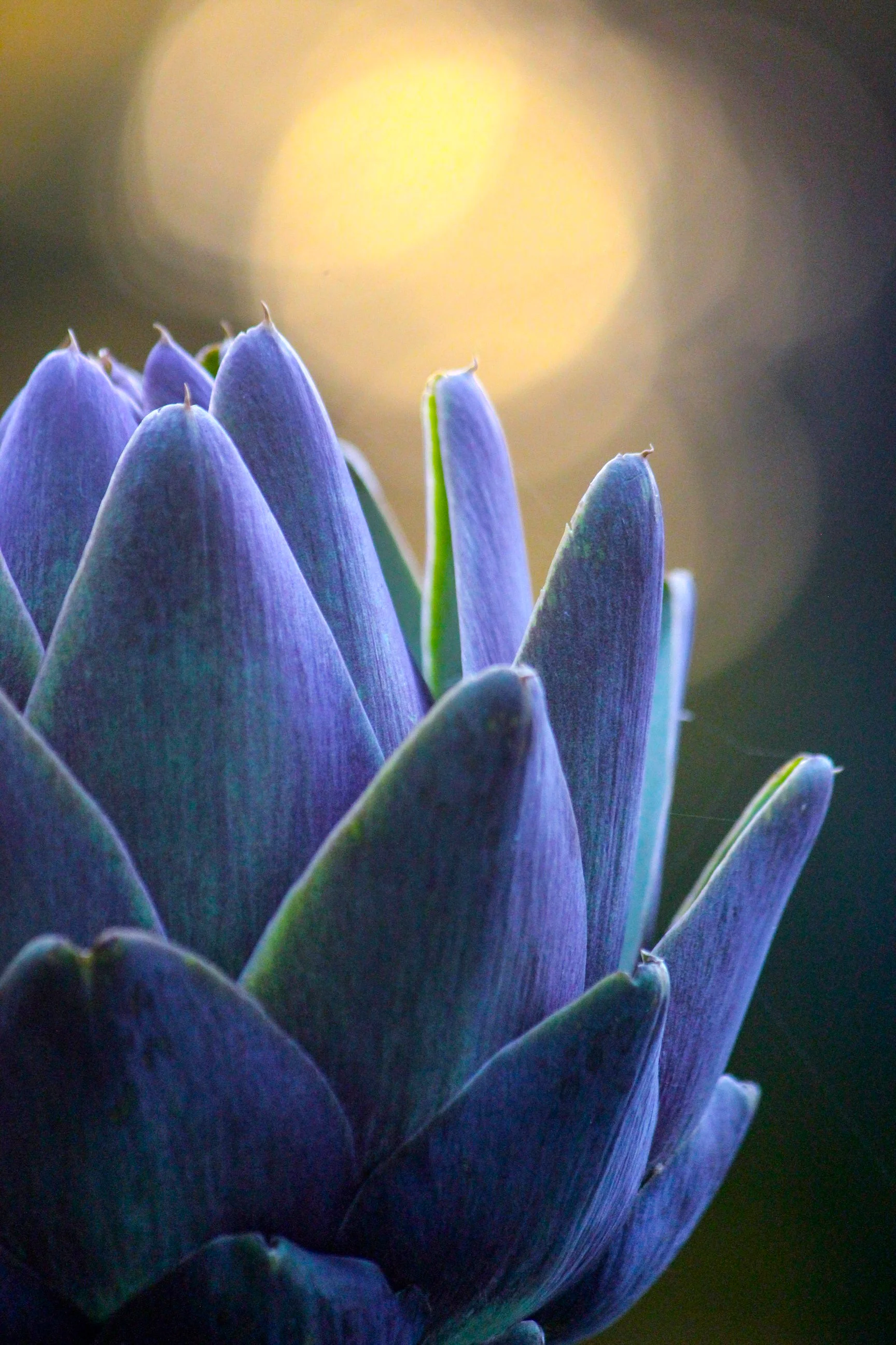 Violetto Glow