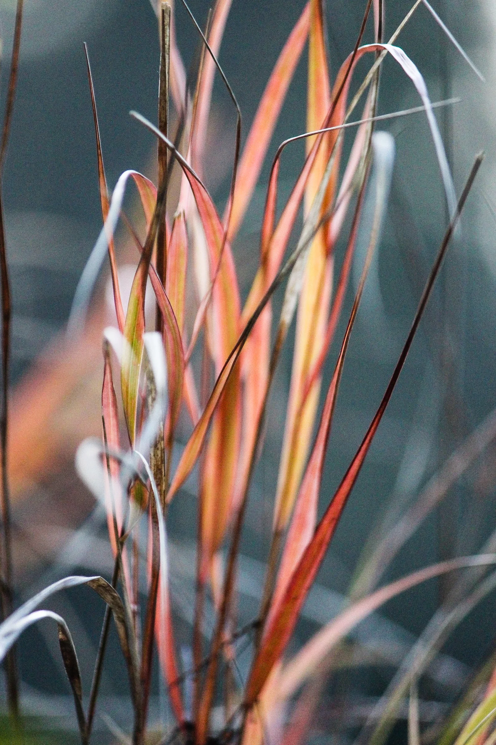 Anemanthele lessoniana , Pheasant Tail Grass
