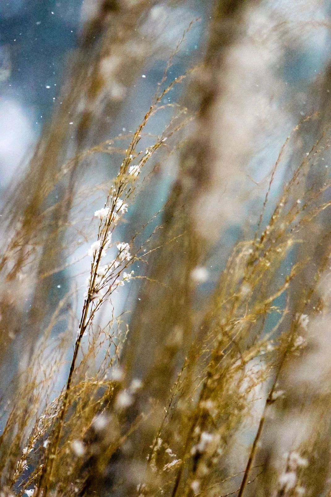 snowgrass1.jpg
