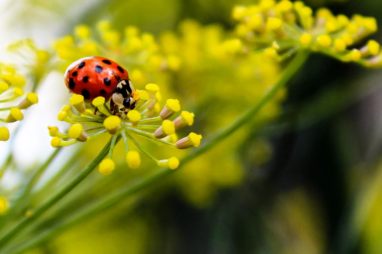 ladybugfennel.jpg