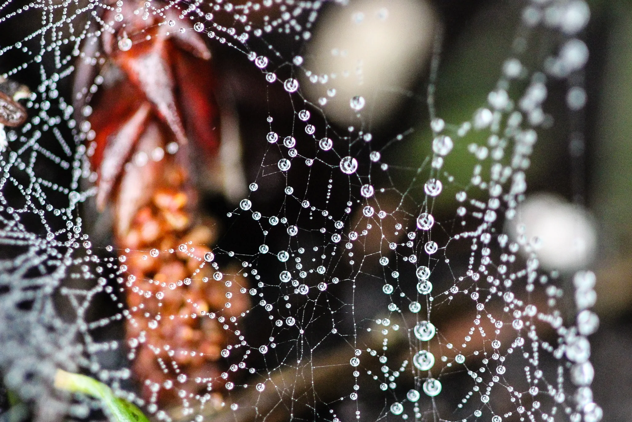 Spider web 
