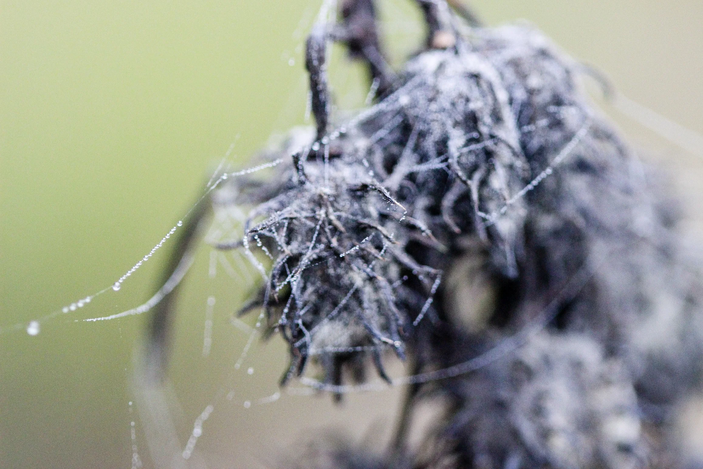 Castor Bean Plant seed head