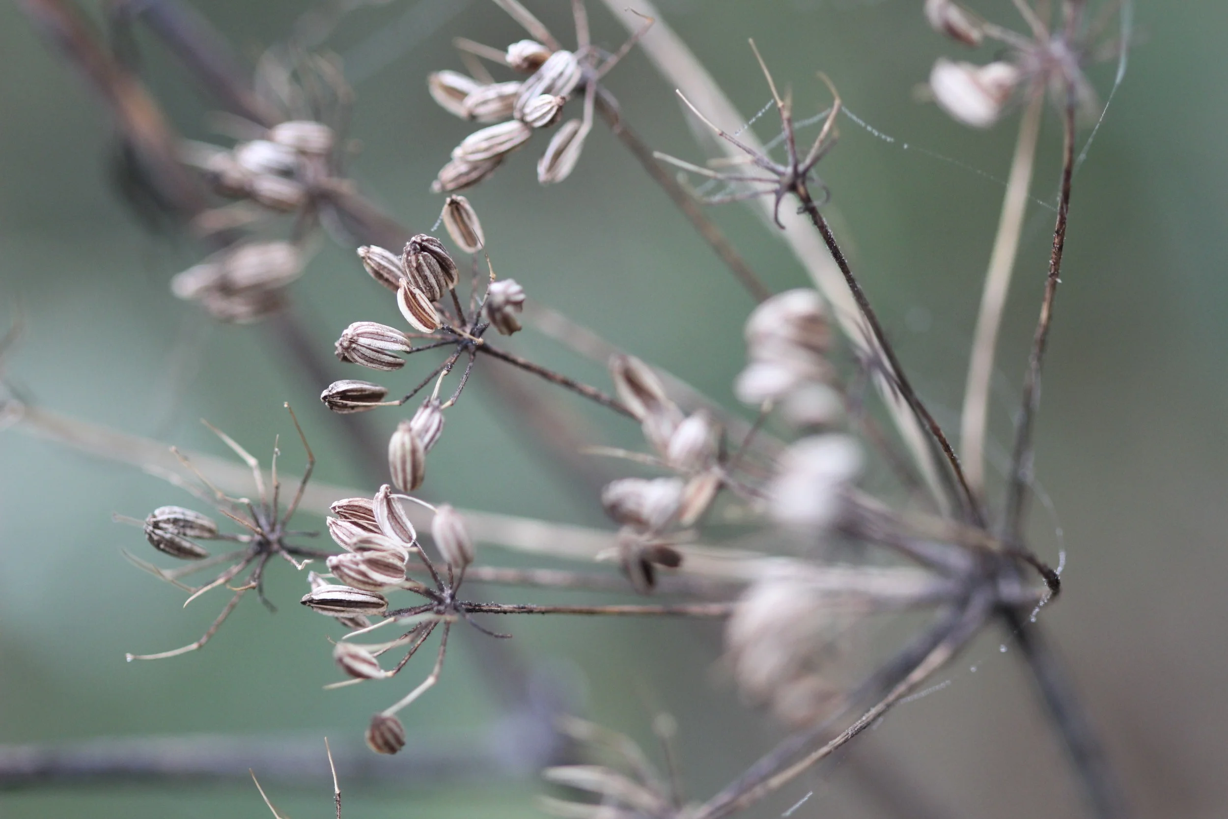 Bronze Fennel seed head