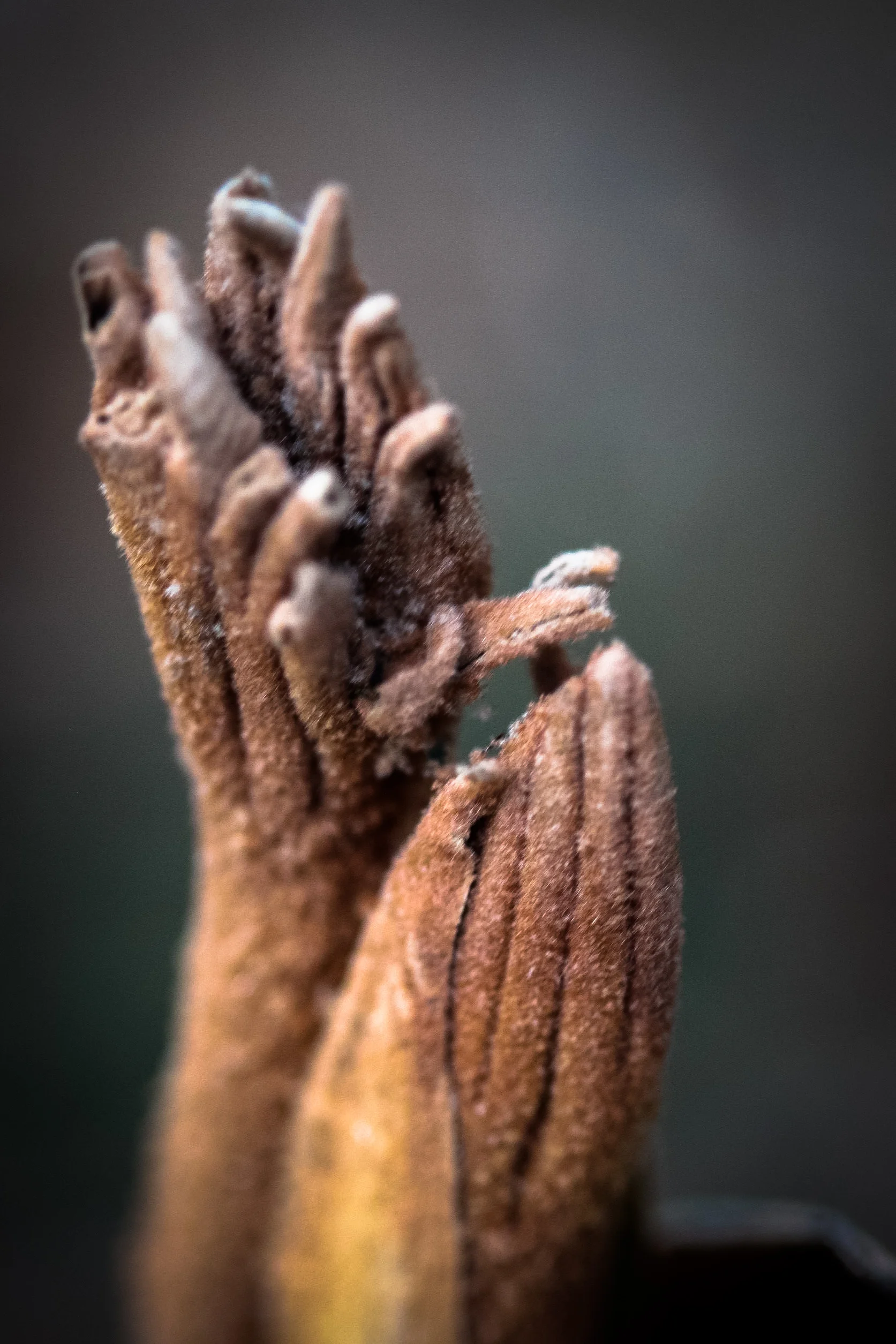 Tetrapanax papyrifer 'Steroidal Giant'