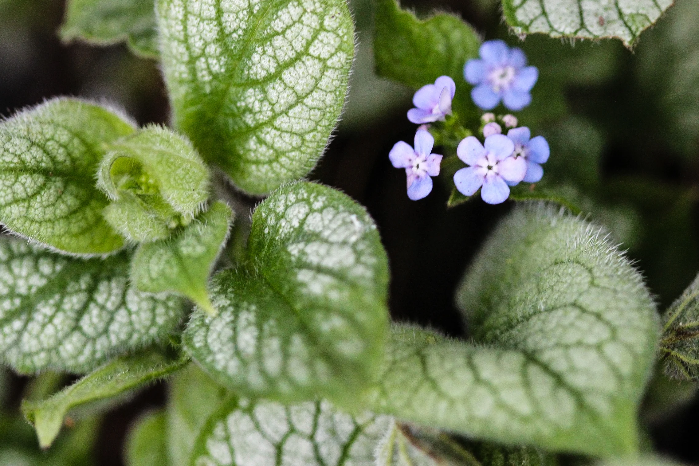 Brunnera 'Jack Frost'