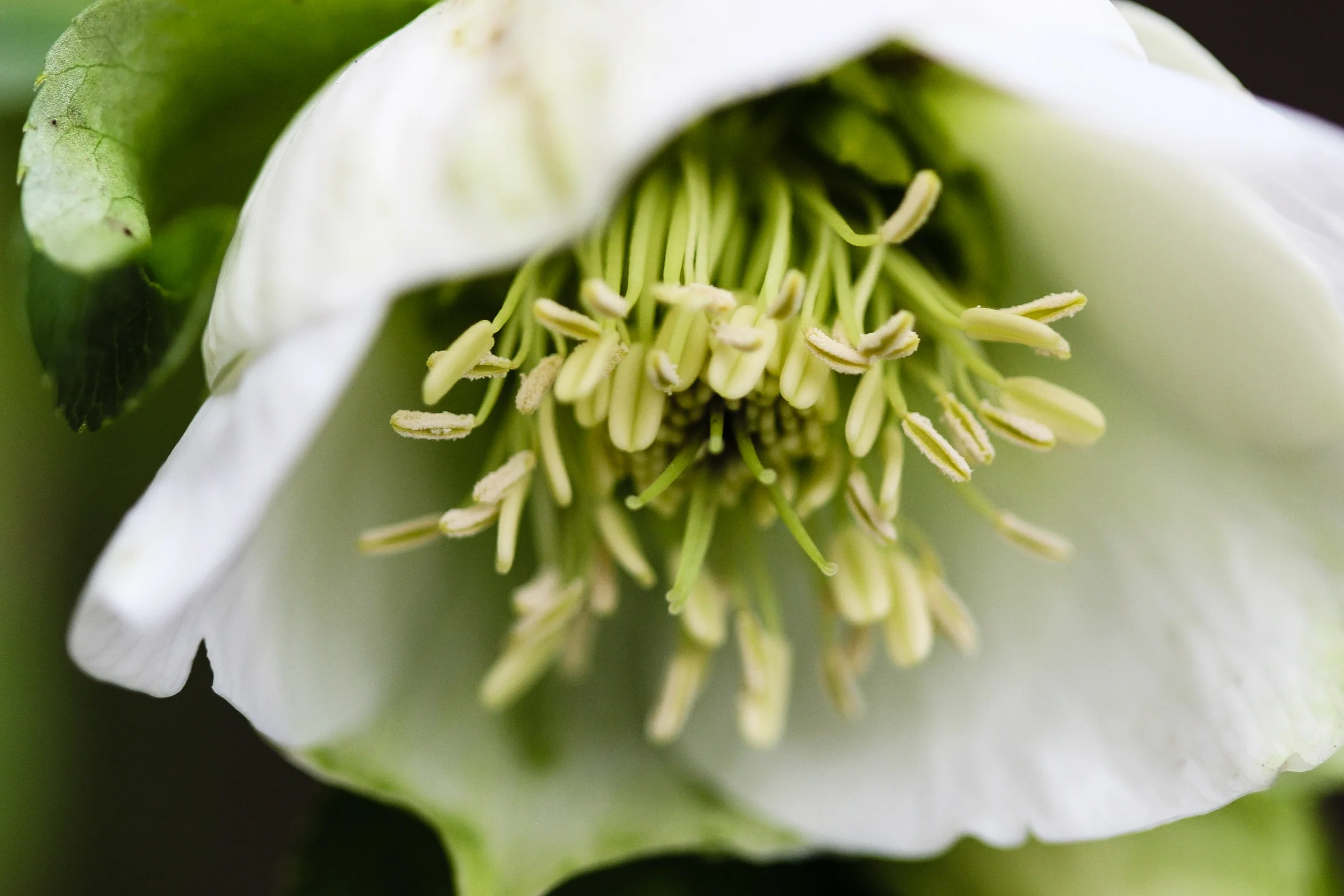 hellebore