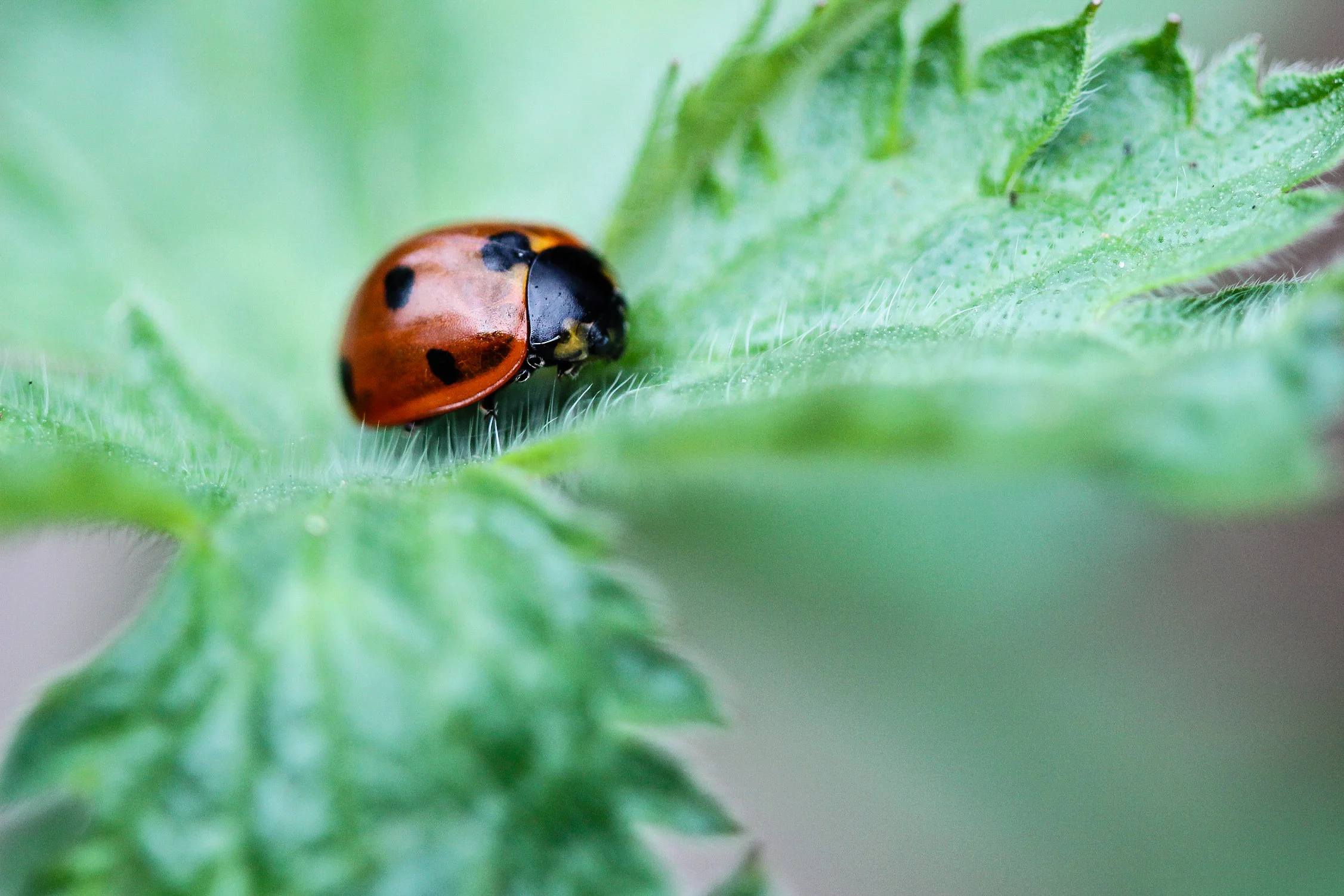 A dead ladybug at rest in a young hardy geranium leaf. 