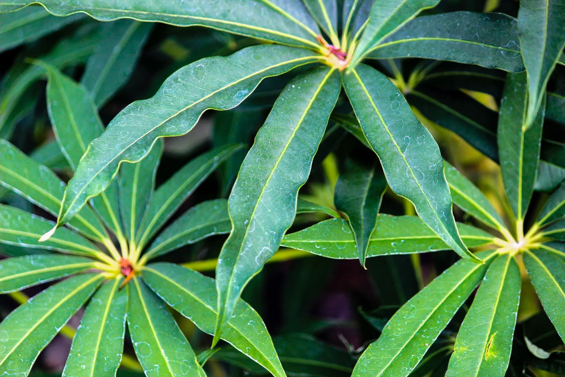 Schefflera taiwaniana 'Yuan Shan' in October 2013