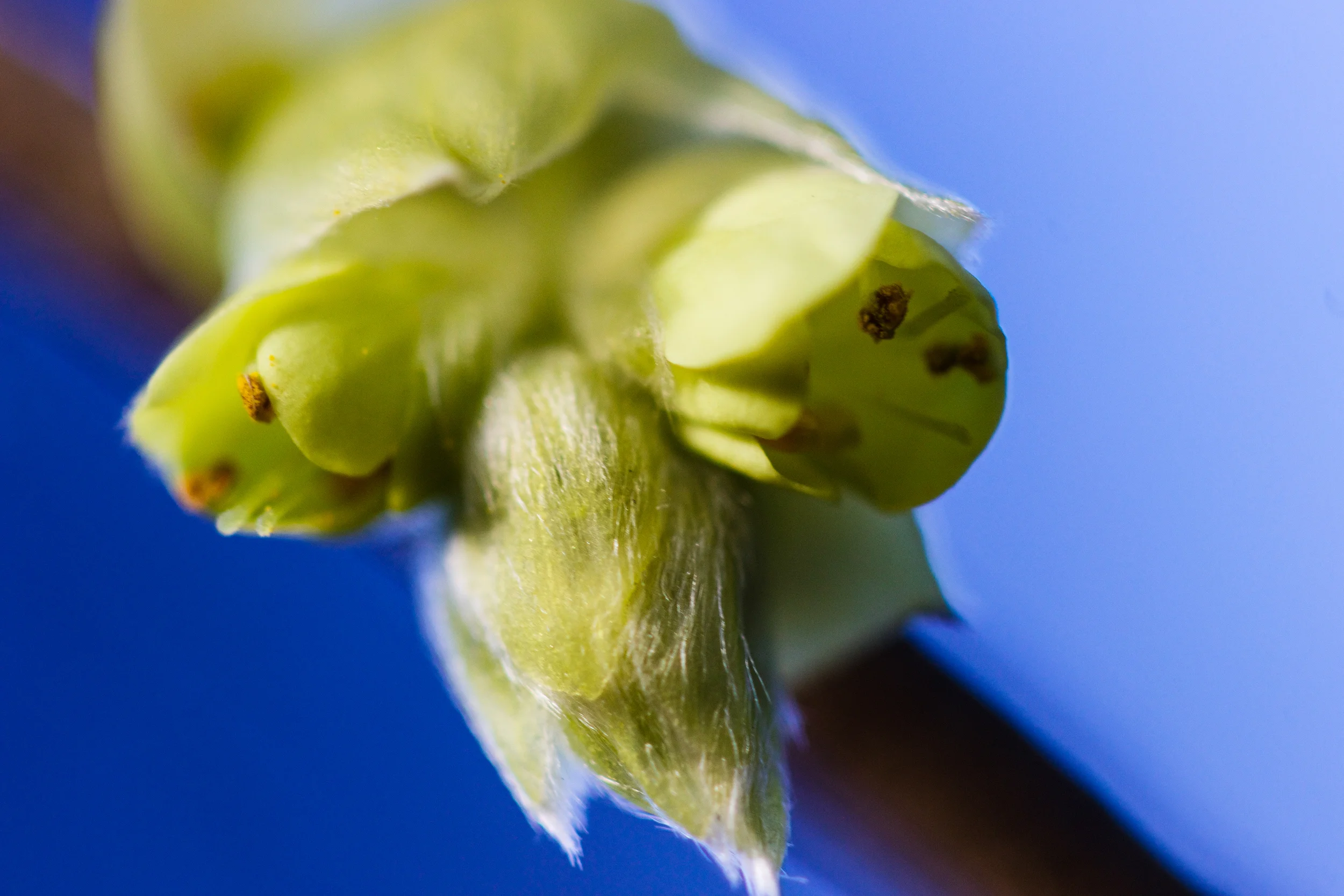 Spike Winter Hazel, Corylopsis spicata