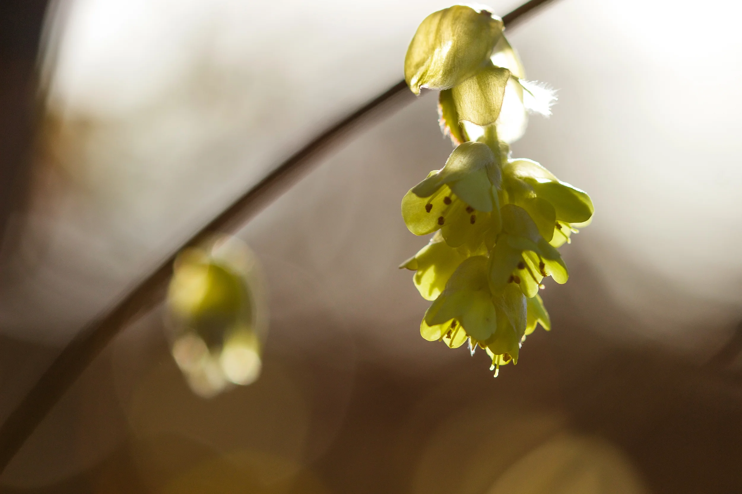 Spike Winter Hazel, Corylopsis spicata