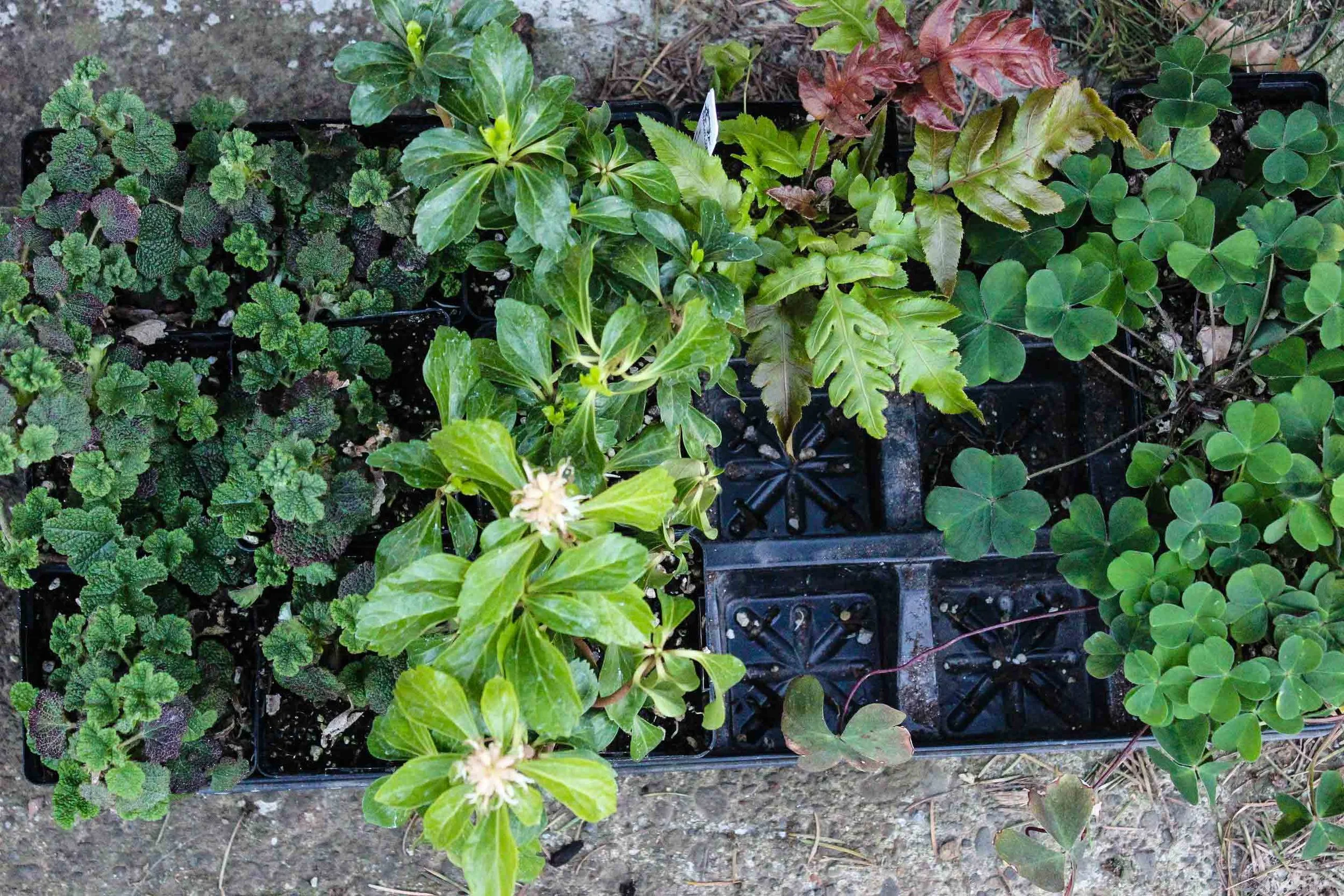 my purchases (left-right) Rubus pentalobus, Pachysandra terminalis, Woodwardia unigemmata, Oxallis oregano