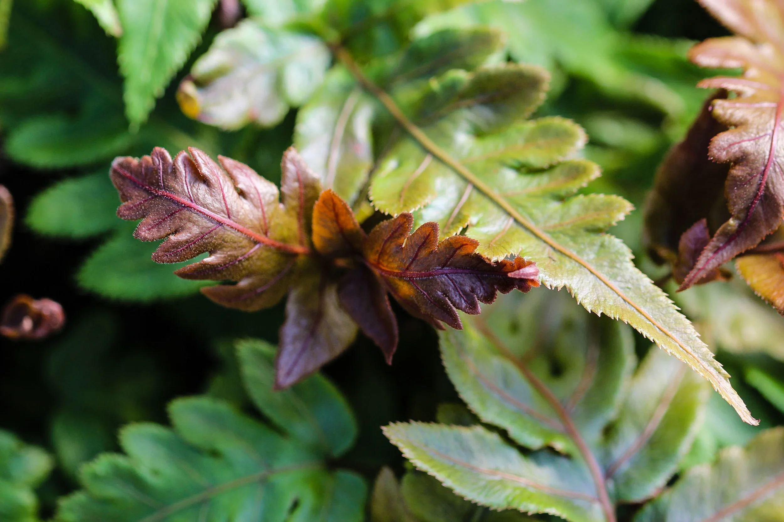 Woodwardia unigemmata, Jeweled Chain Fern