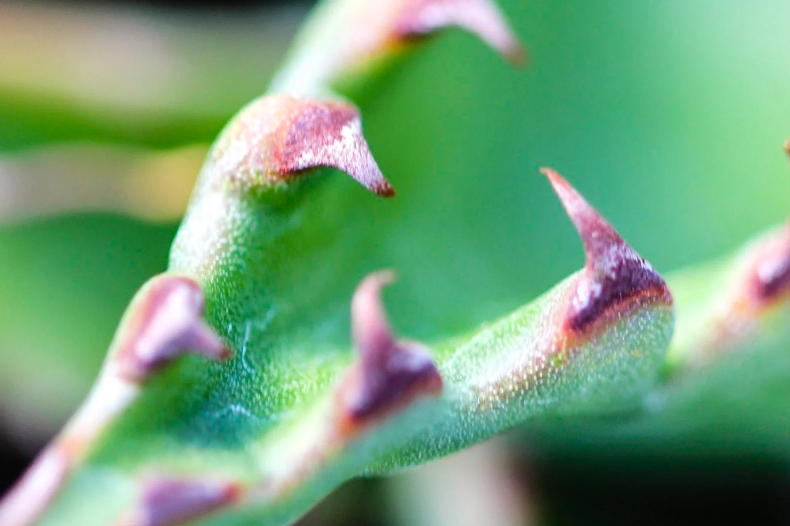 Agave gentryi 'Jaws'