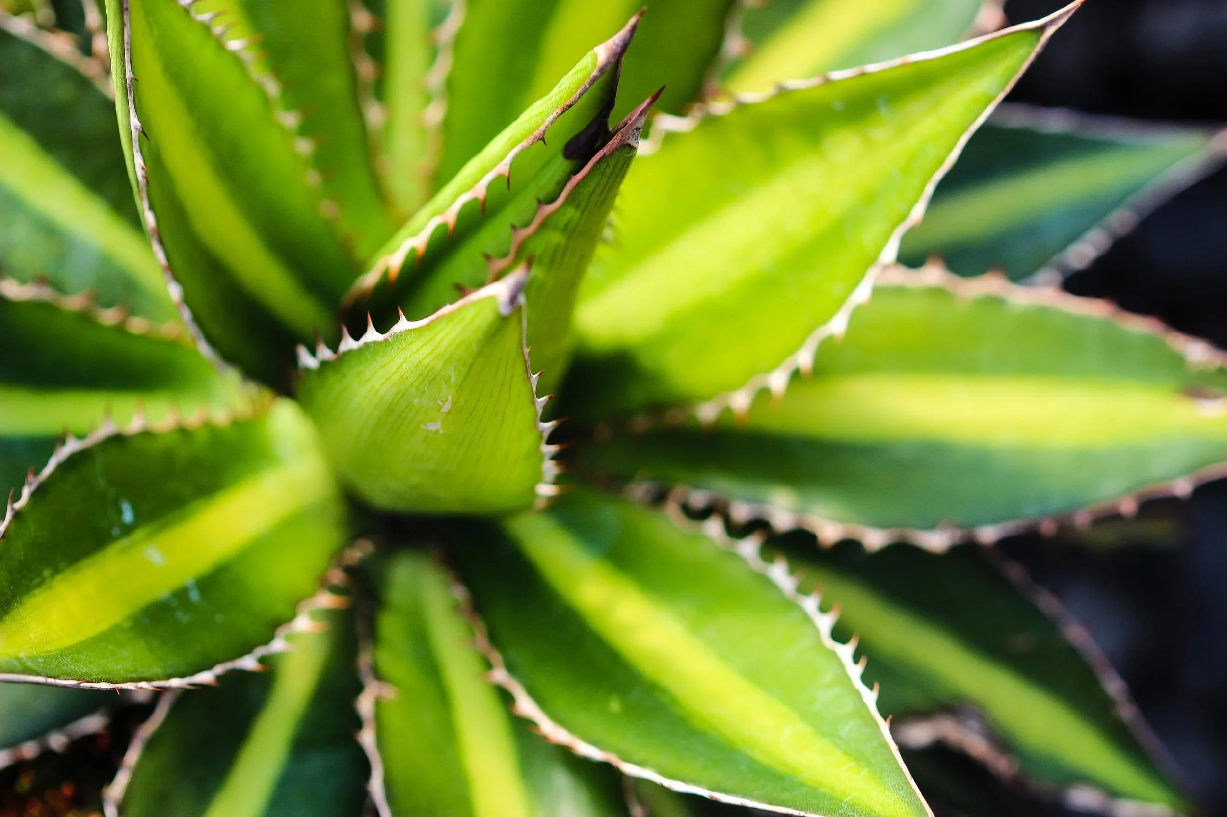 Agave lophantha 'Splendida'