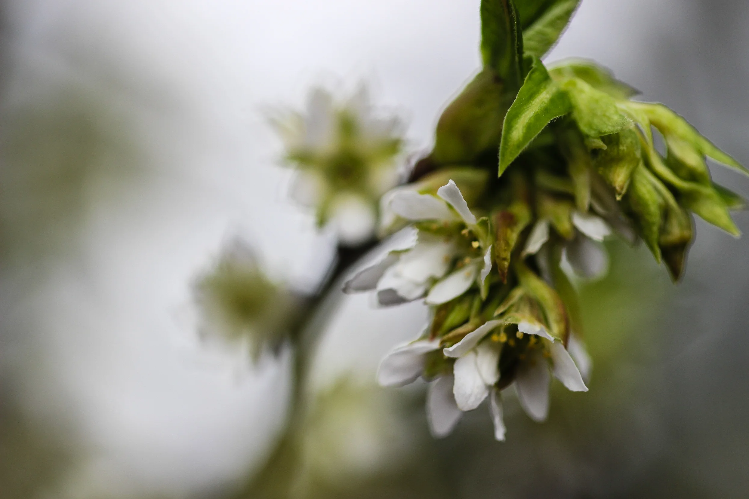 Indian Plum, Osmaronia cerasiformis