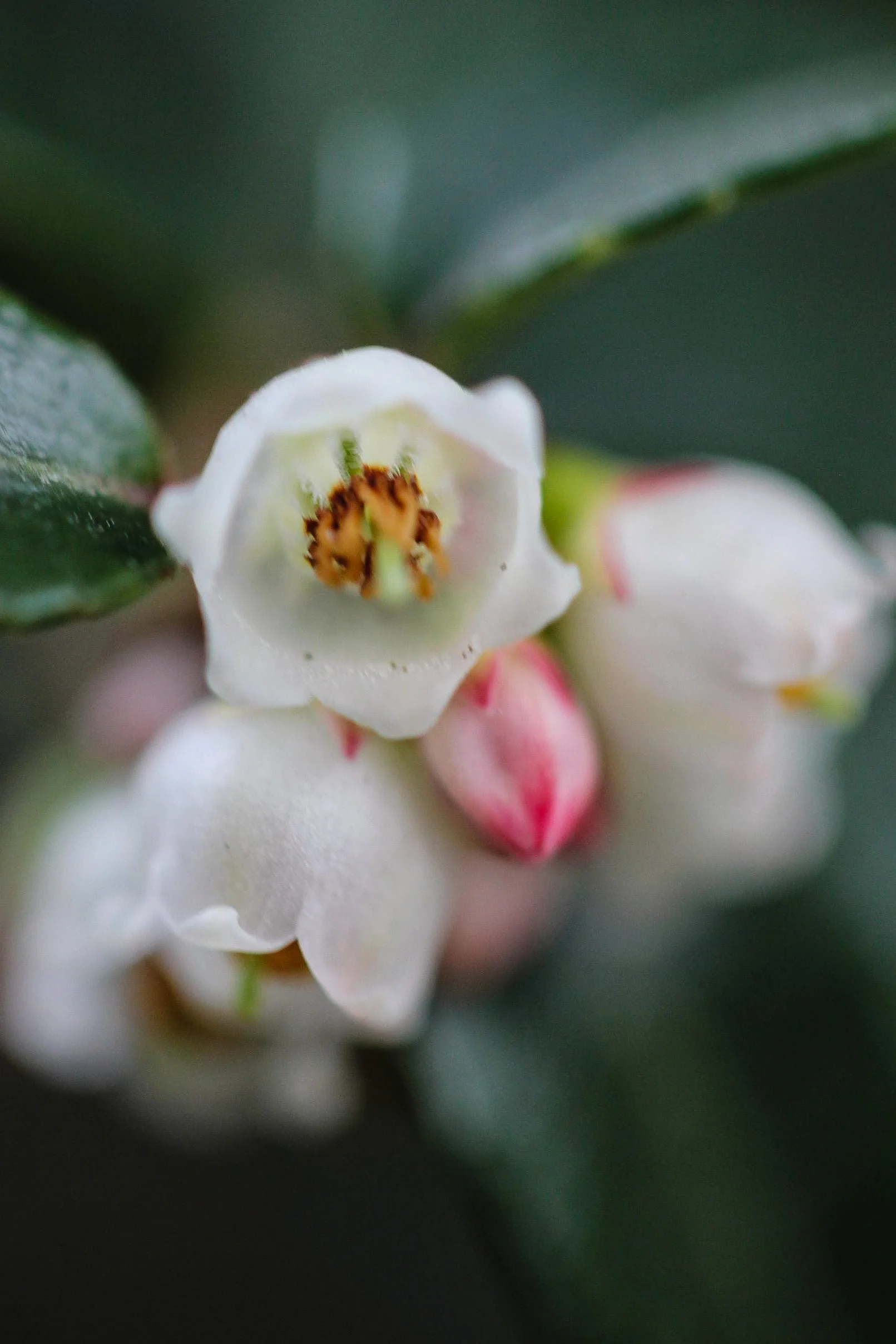 Evergreen Huckleberry--sorry for the blurry image but you get the idea!
