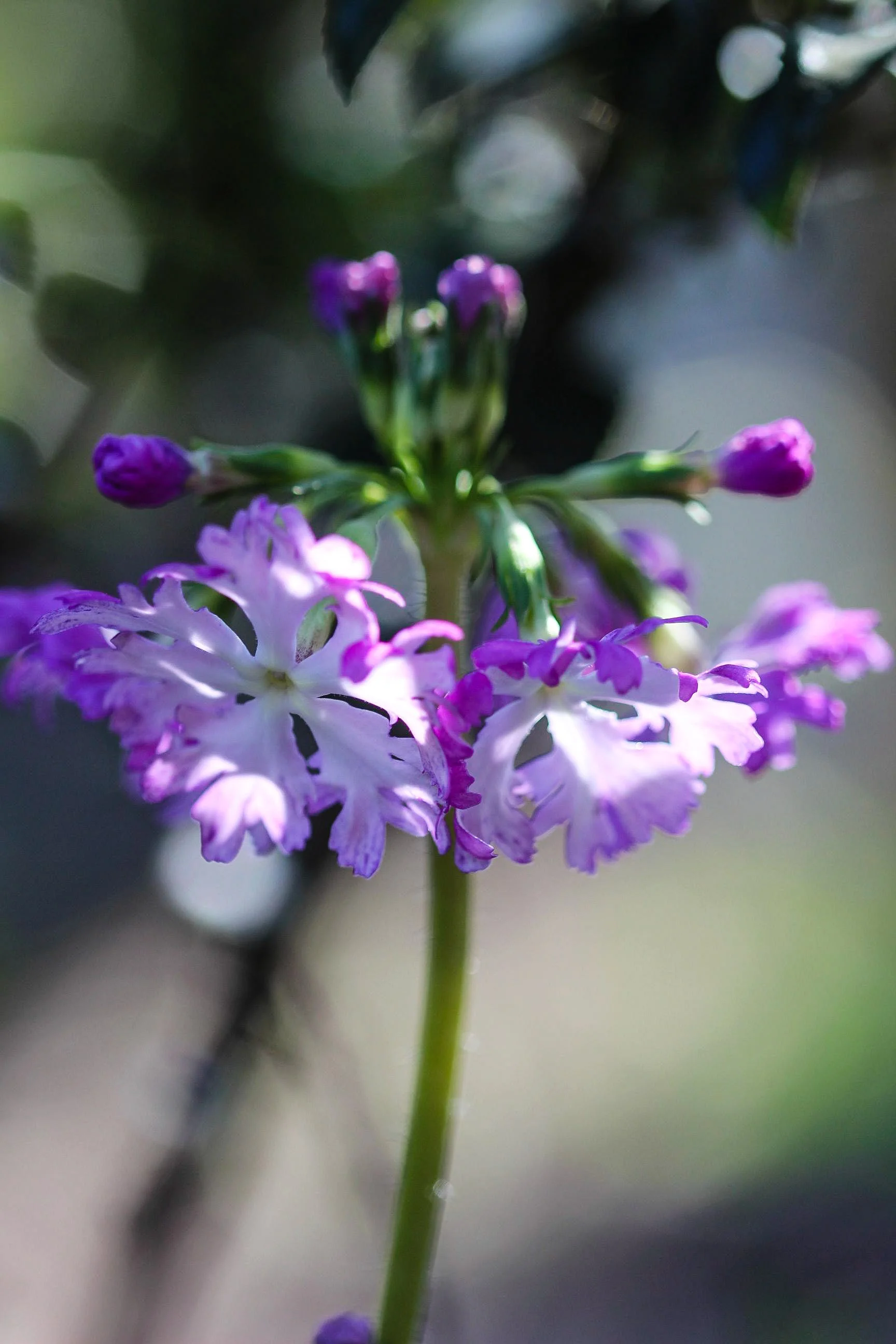Primula sieboidii 'Lacy Lady'