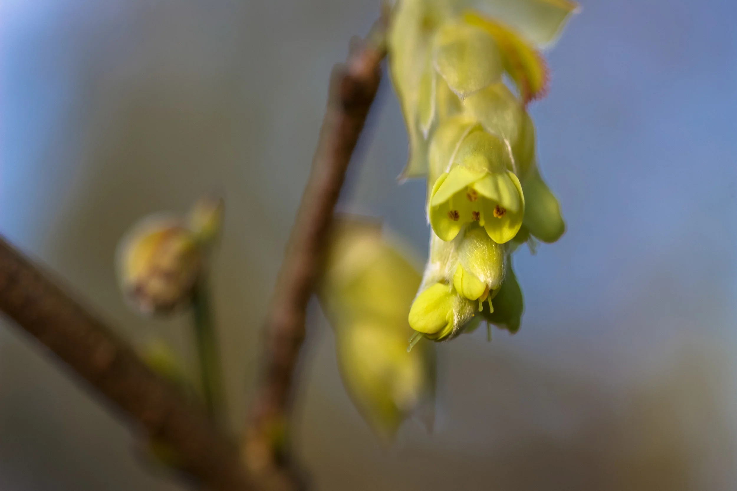 Spike Winter Hazel, Corylopsis spicata