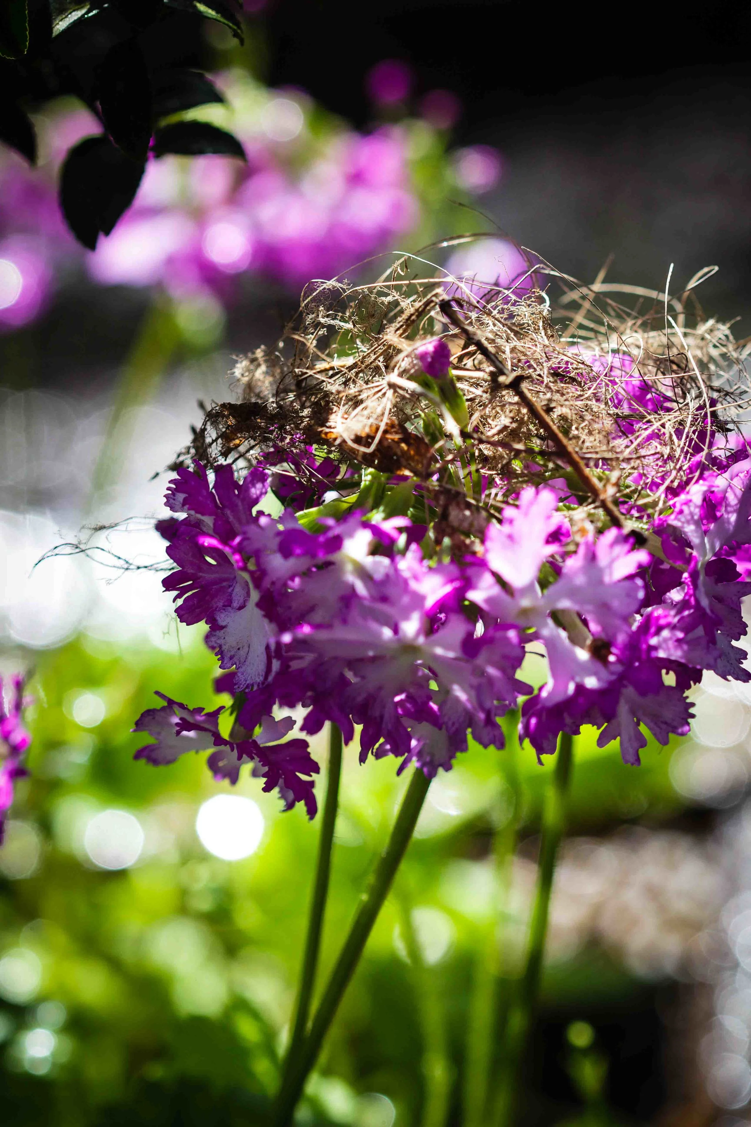 Primula sieboidii 'Lacy Lady'