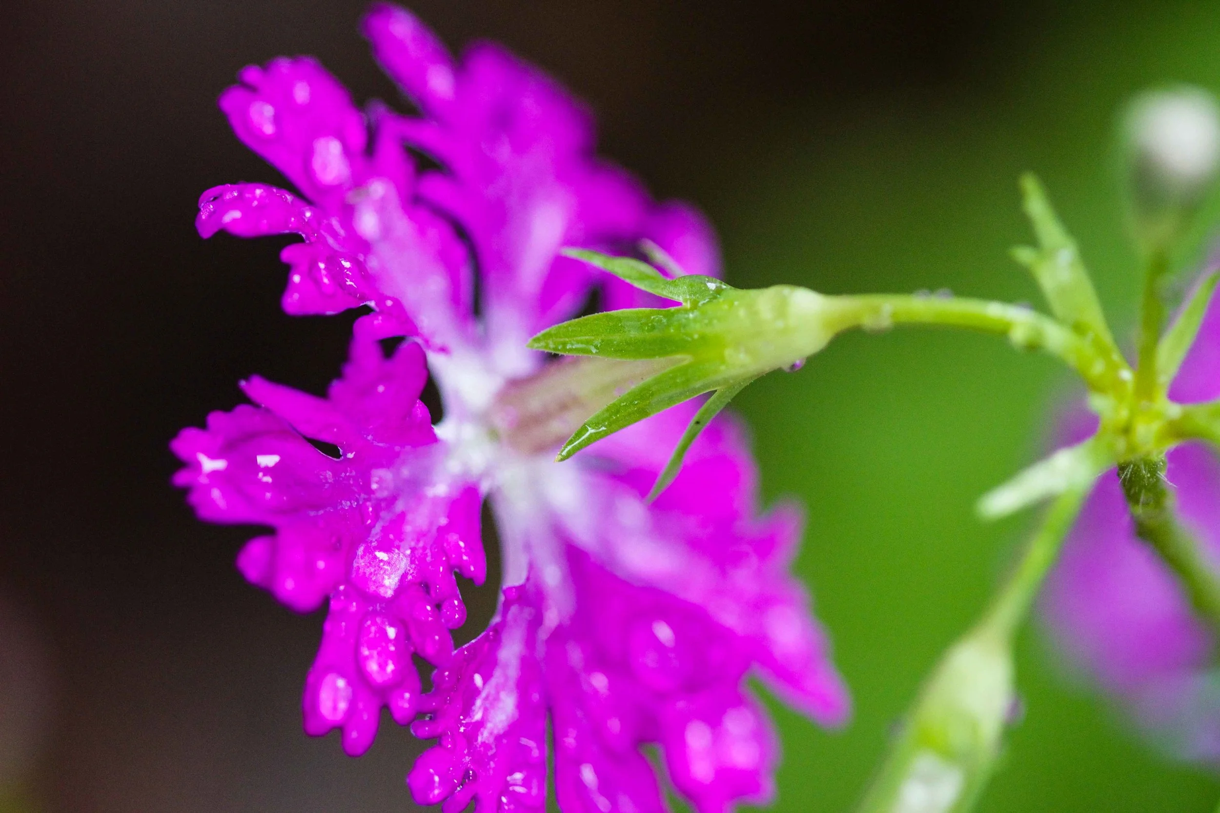 Primula sieboidii 'Lacy Lady'