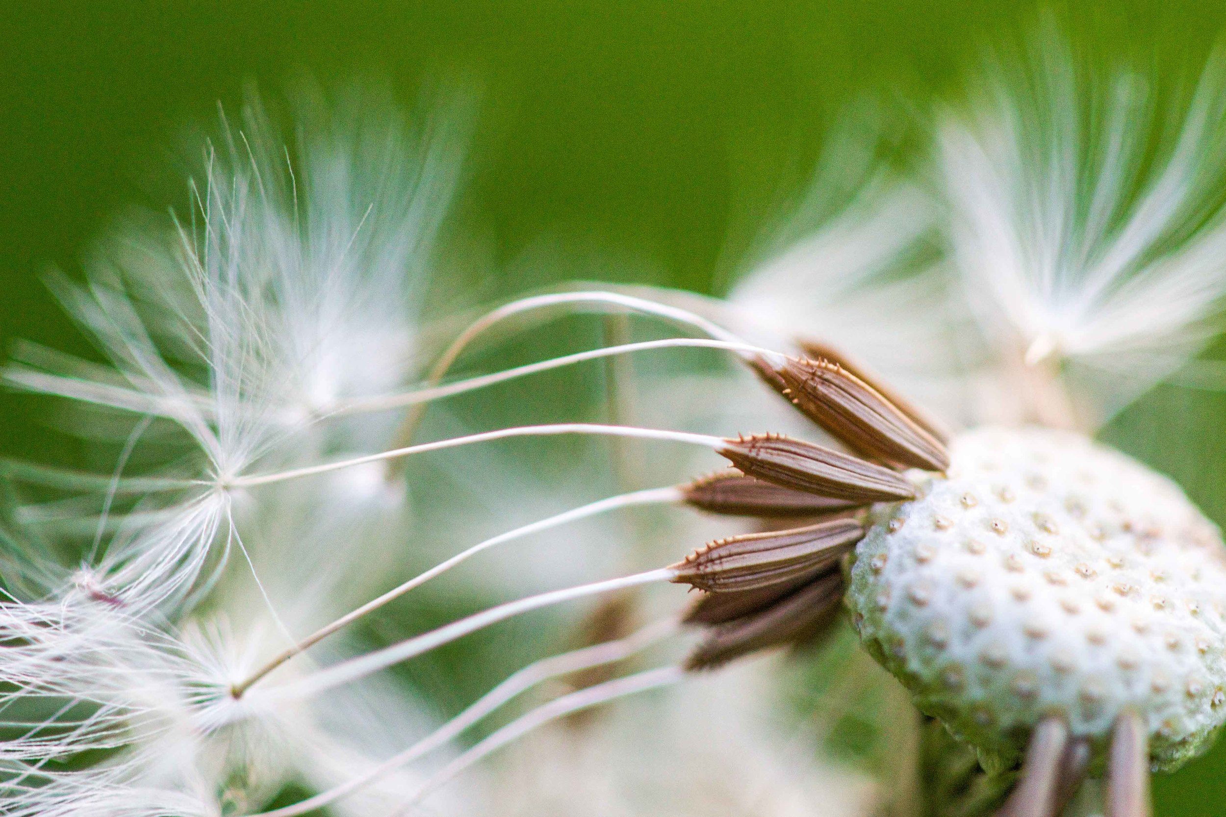 dandelion seeds