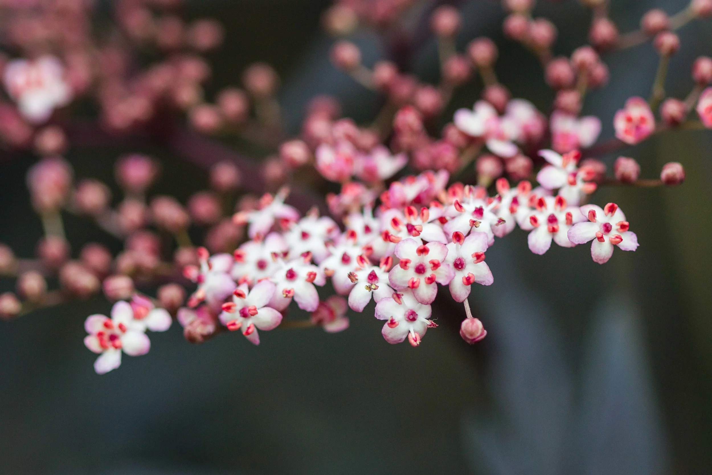 elderberryflower.jpg