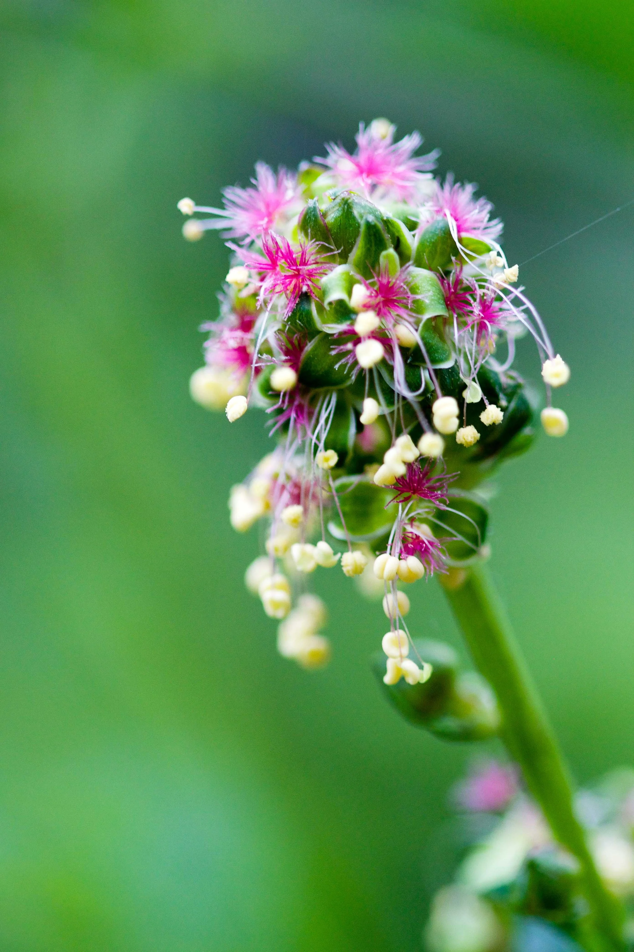 burnetbloom5.jpg