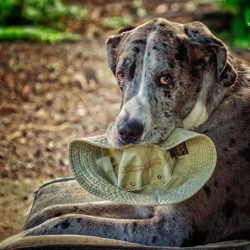 Um, Barnaby, can I have my favorite garden hat back now?
