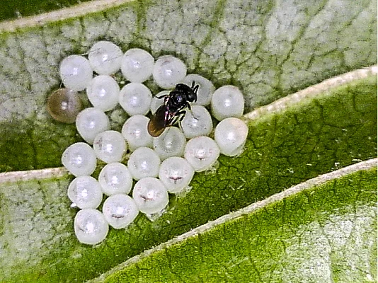 A parasitic wasp guarding her eggs that are inside BMSB eggs.