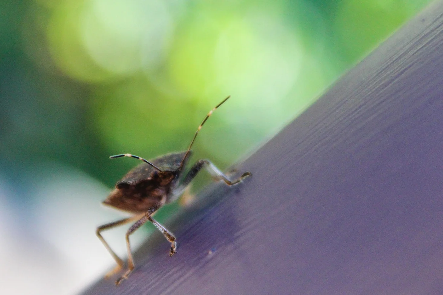 A Brown Marmorated Stink Bug 