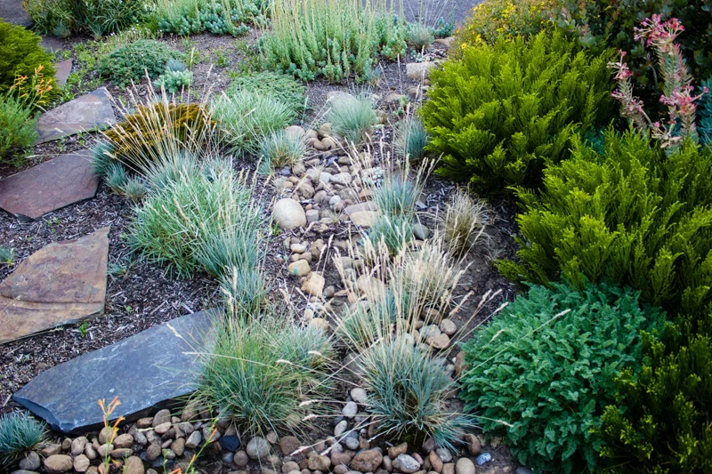 Fescues and Hebe ‘Karo Golden Esk’ run along the stone stream