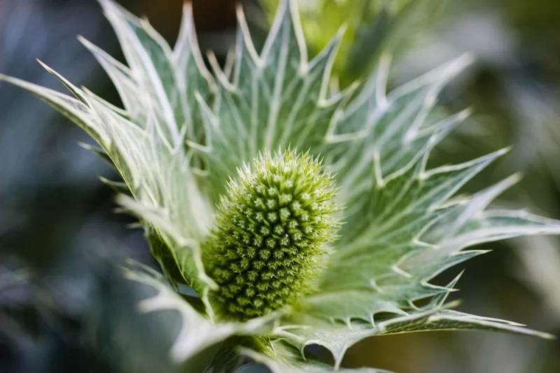 Eryngium giganteum