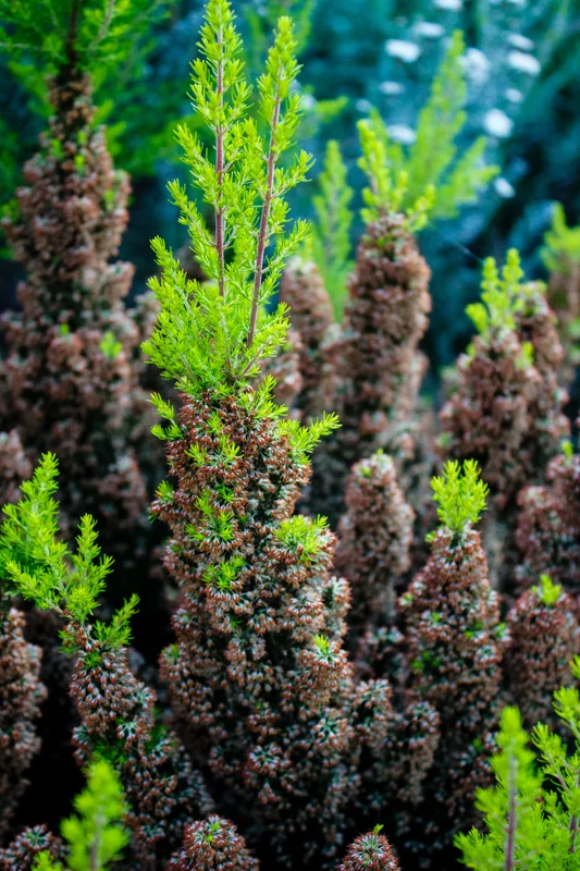 Erica arborea 'Alberts Gold'