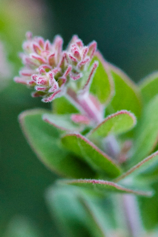 Arctostaphylos spp.