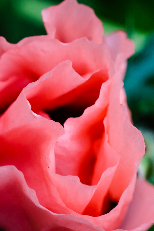 Princess Victoria Louise Oriental Poppy