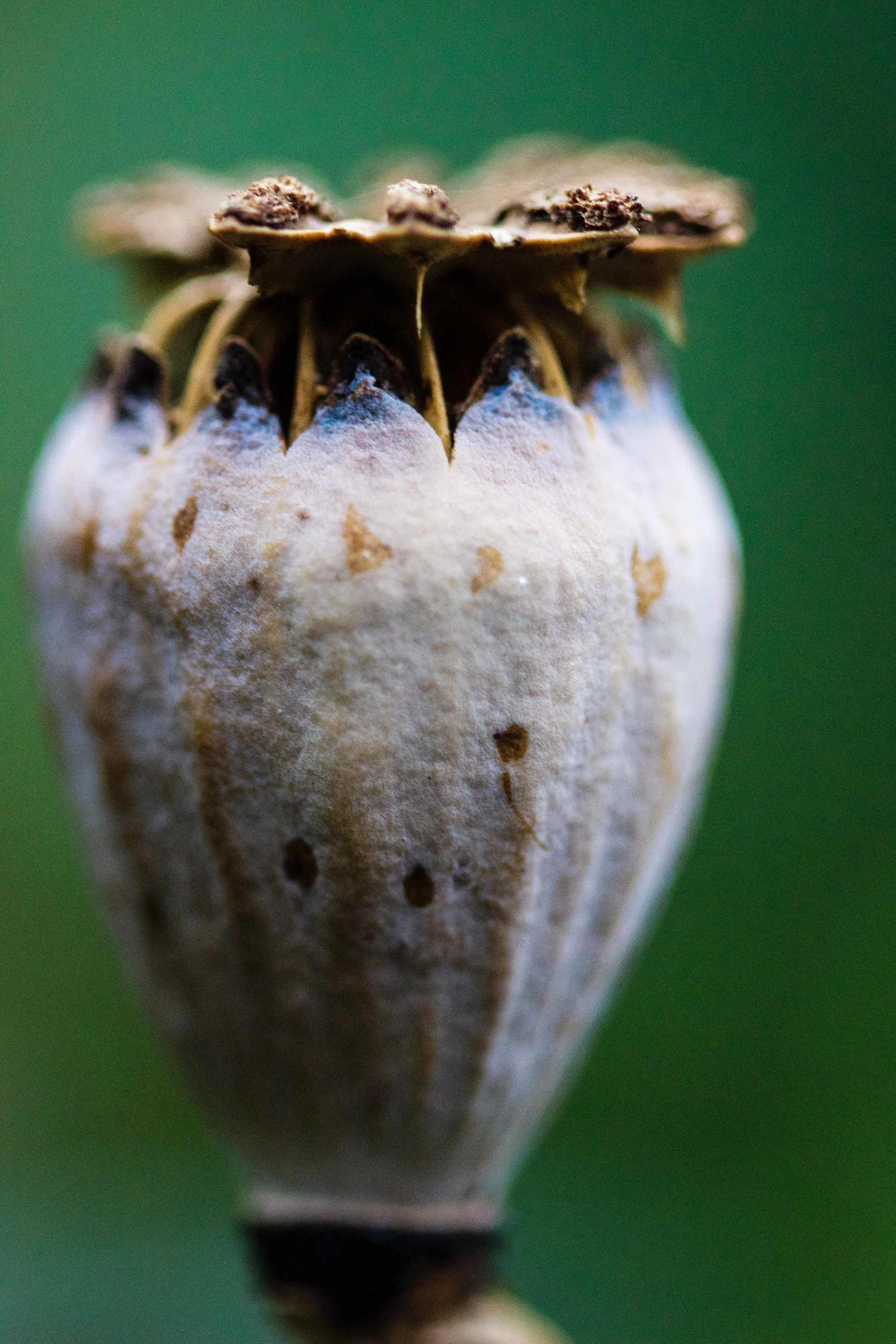 Princess Victory Louise Oriental Poppy seedhead