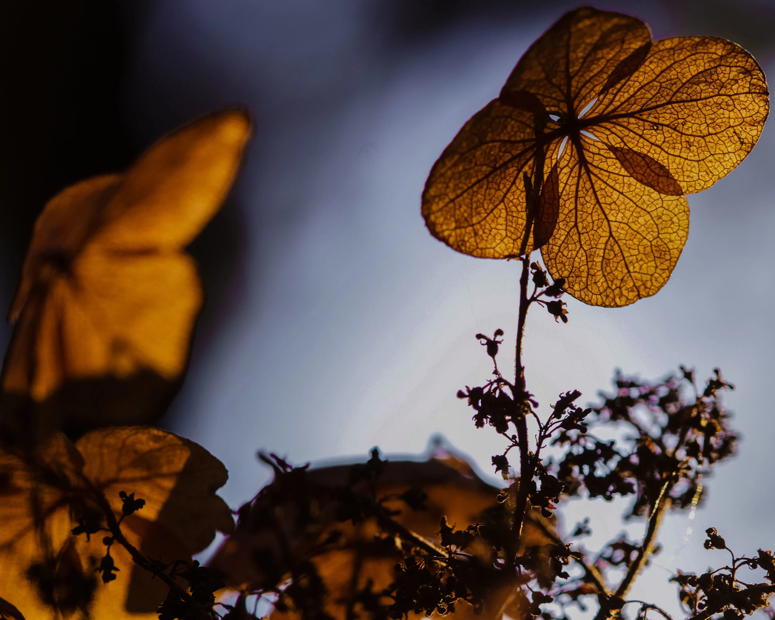 Alice Oakleaf Hydrangea blooms, Hydrangea quercifolia 'Alice'