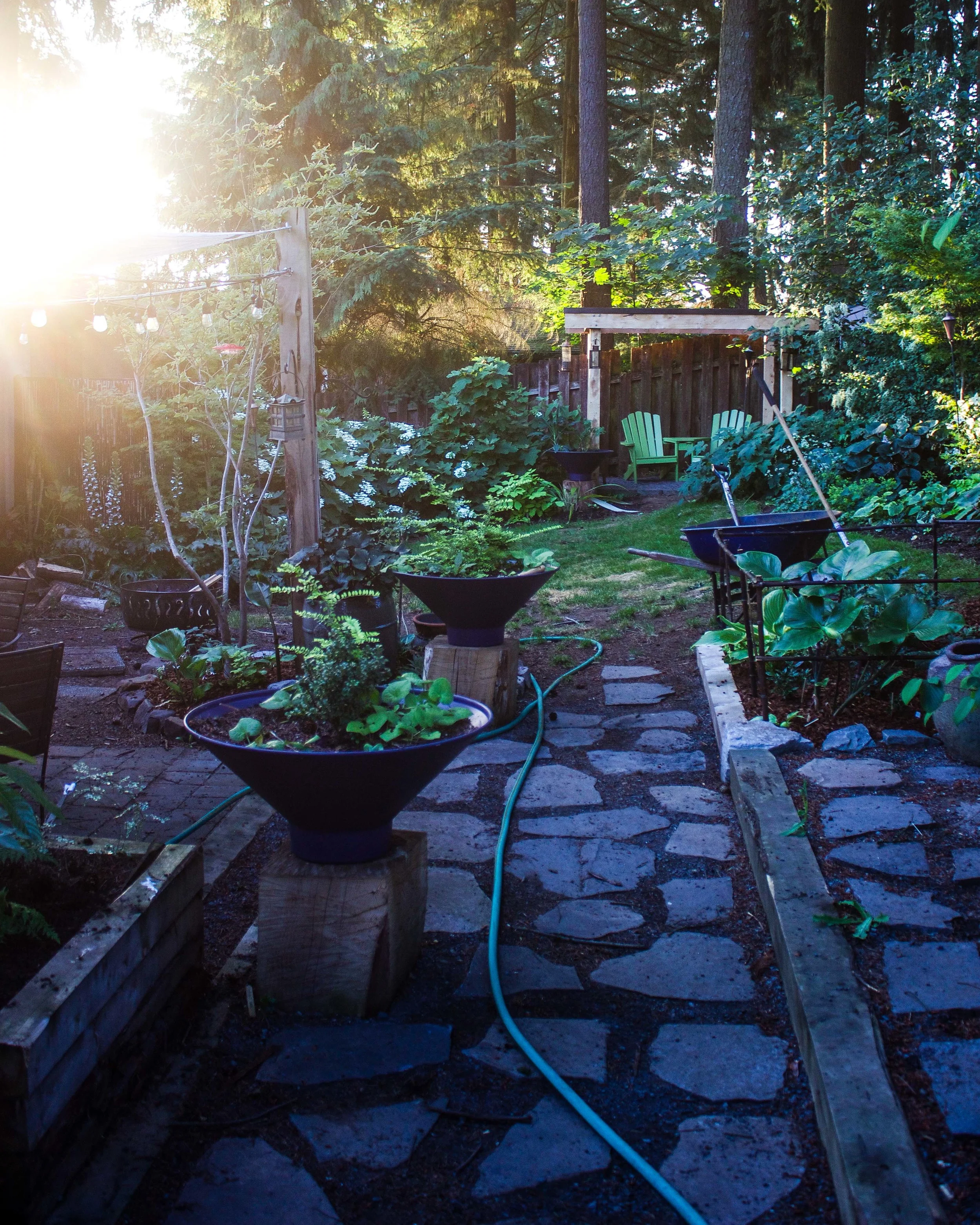 the back garden on a June morning