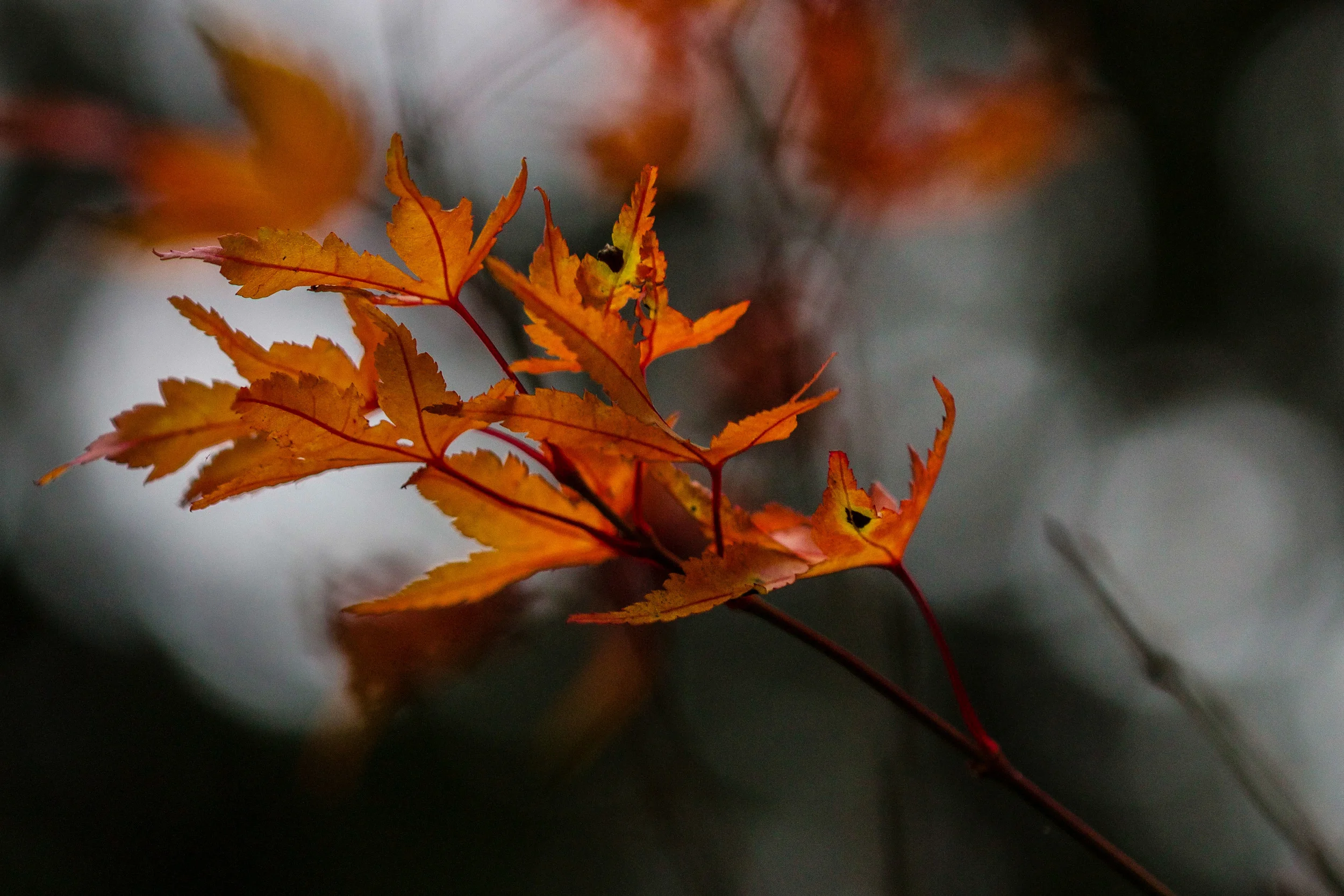 Coral Bark Japanese Maple leaves